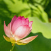 Lotus Flower!