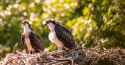 15th Jun 2024 - The Babies Are Still on the Nest!