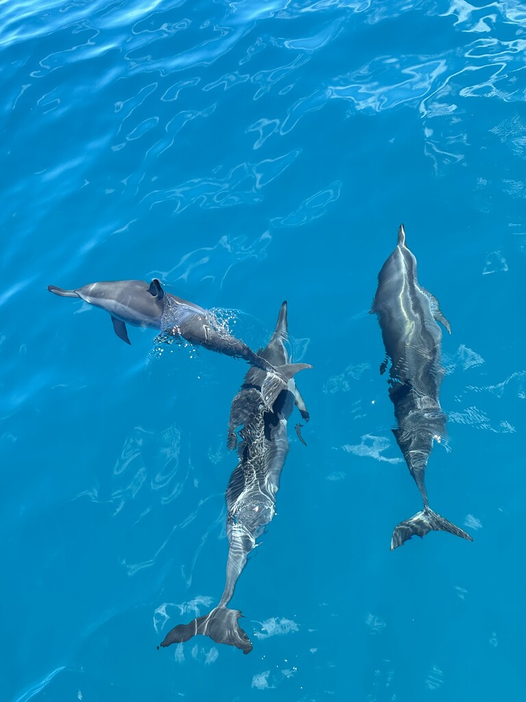 Spinner dolphins by pirish