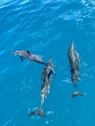 15th Jun 2024 - Spinner dolphins