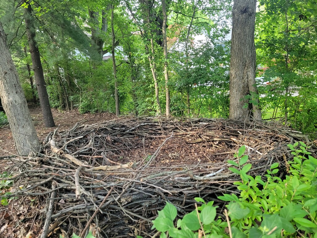I found Big Bird's nest.  by scoobylou