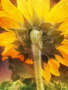 15th Jun 2024 - Sunflower 