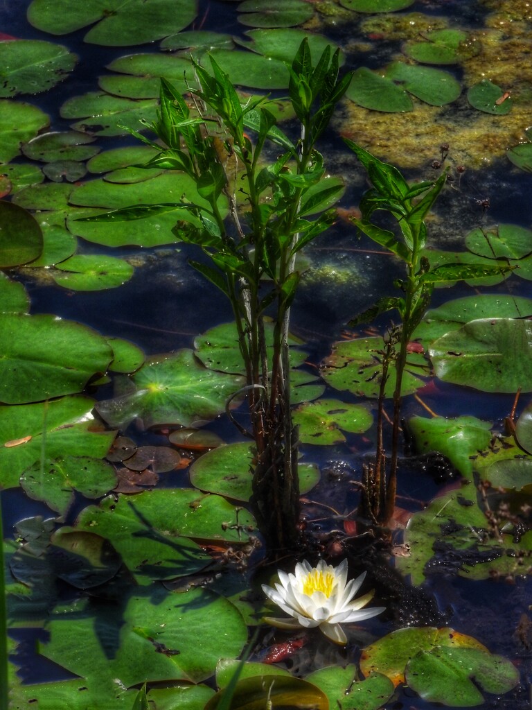 water lily by amyk