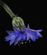 14th Jun 2024 - Cornflower 