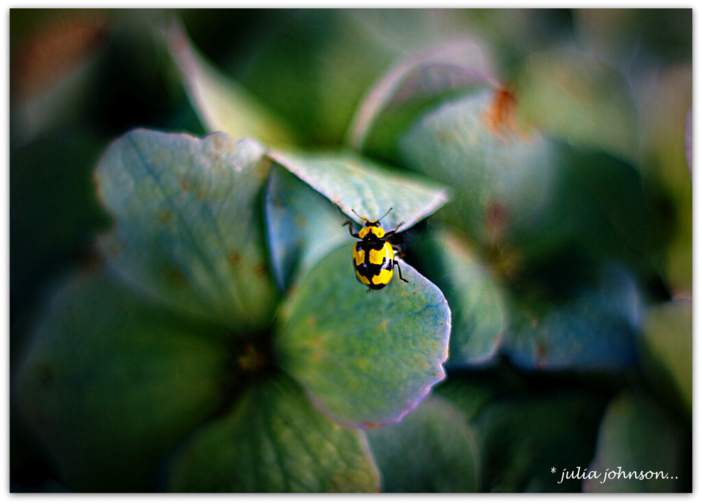 Yellow Lady Bug.. by julzmaioro