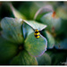 Yellow Lady Bug..