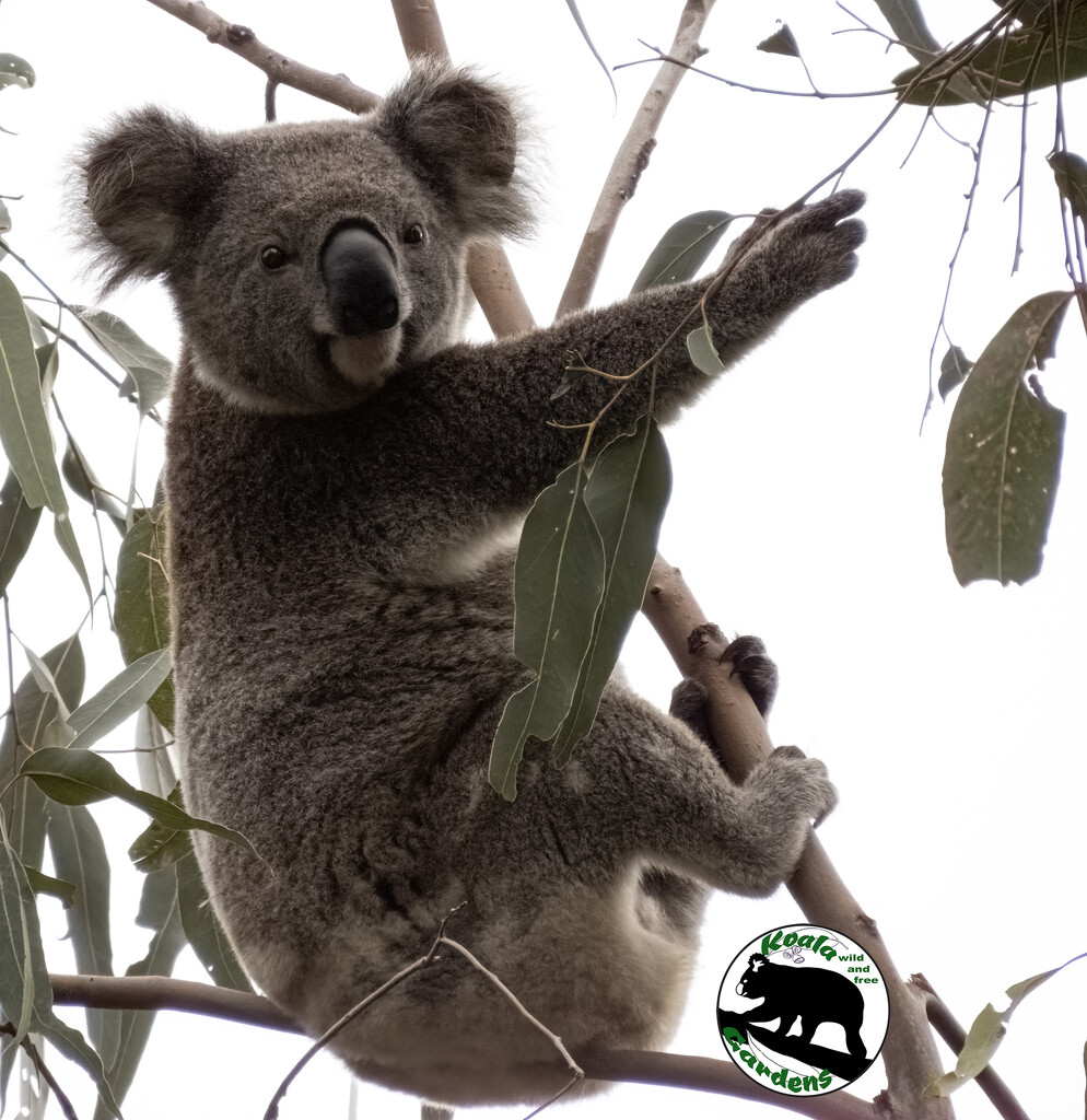 it's dinner time! by koalagardens