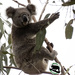 it's dinner time! by koalagardens
