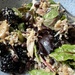 Mackerel + Blackberry Salad