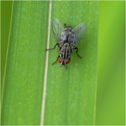 16th Jun 2024 - Common Fly