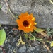 Flower in the tar