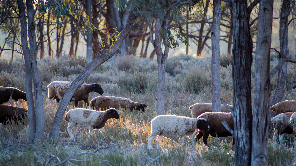 Sheep late afternoon by nannasgotitgoingon