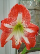 16th Jun 2024 - Amaryllis 