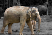 16th Jun 2024 - Asian Elephants