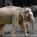 Asian Elephants by briaan