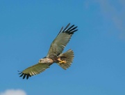 15th Jun 2024 - Male Marsh Harrier.