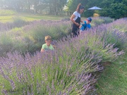 16th Jun 2024 - Picking Lavendar