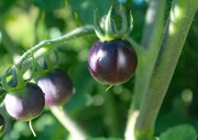 15th Jun 2024 - Indigo Tomatoes