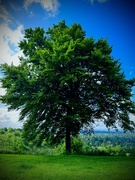 16th Jun 2024 - The Lone Tree