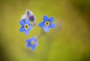 16th Jun 2024 - Forget-Me-Not