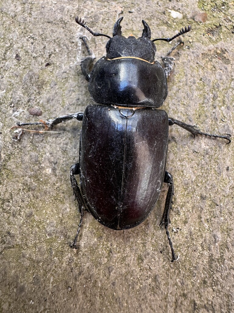 Stag Beetle  by wakelys