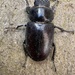 Stag Beetle  by wakelys