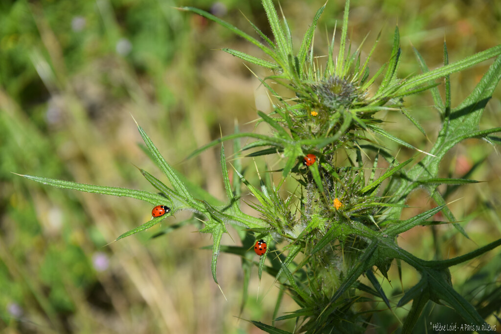 ladybugs by parisouailleurs