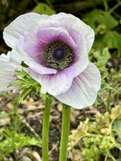 16th Jun 2024 - White & Purple Poppy 