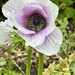 White & Purple Poppy 