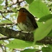 My robin
