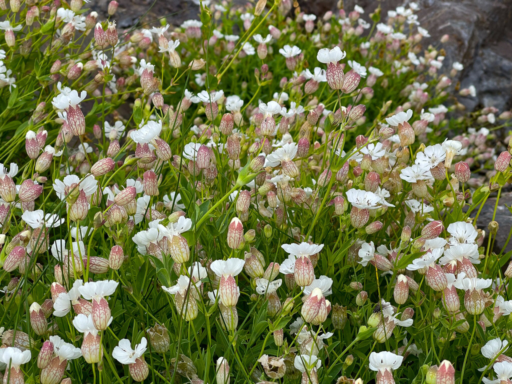 Sea Campion by lifeat60degrees