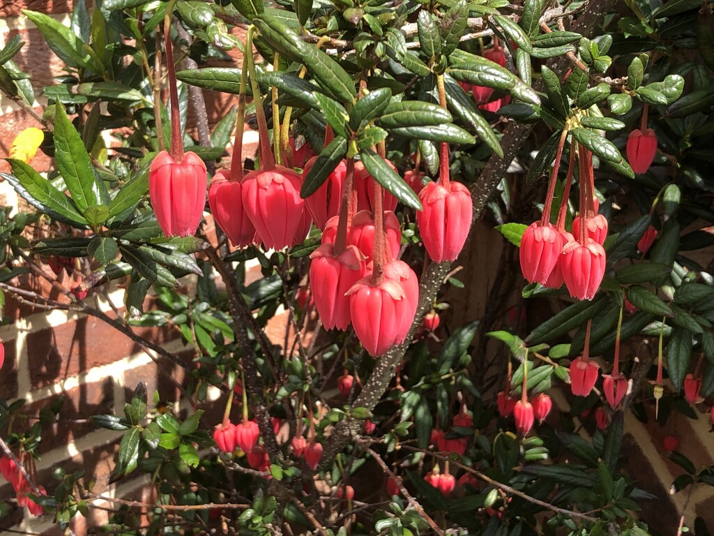 Crinodendron or Chilean Lantern by susiemc