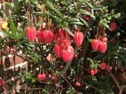25th May 2024 - Crinodendron or Chilean Lantern