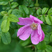 Drooping Pink Rose by gardencat