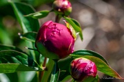 16th Jun 2024 - Peony bud