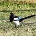 Magpie by bjywamer