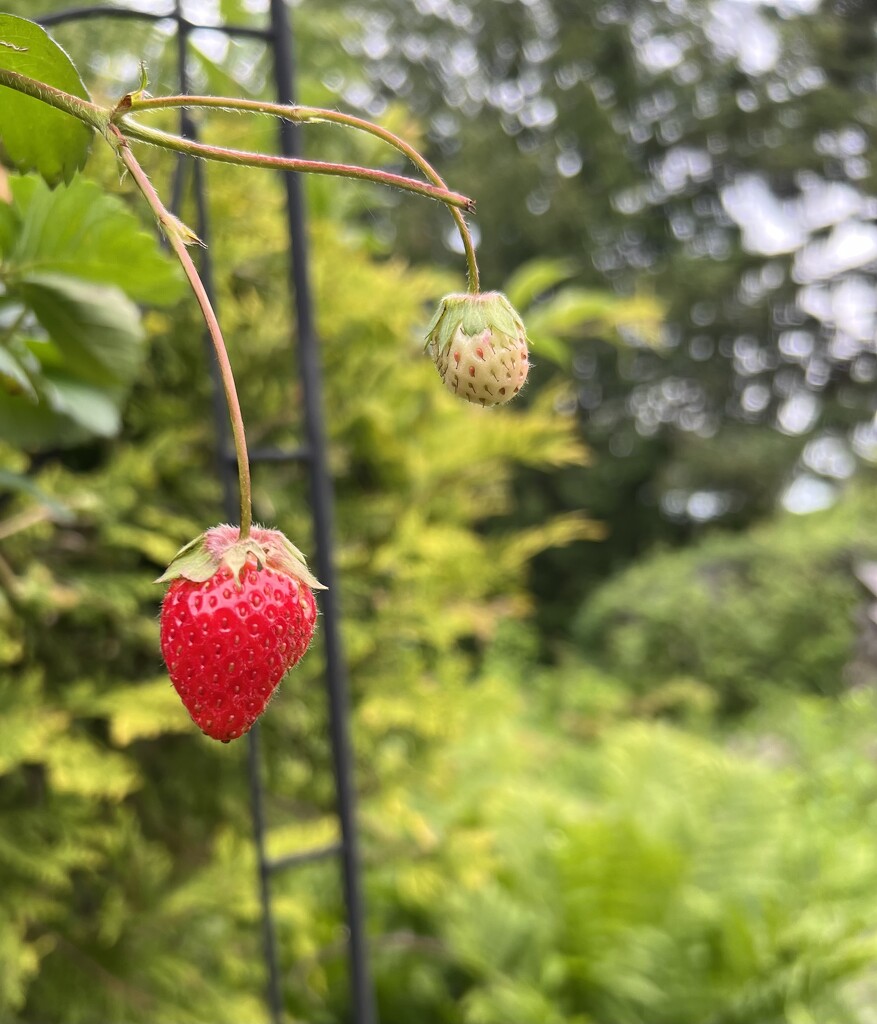 Strawberry 🍓  by radiogirl