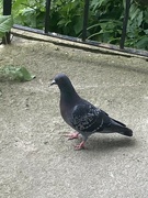 16th Jun 2024 - Pigeon 