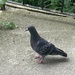 Pigeon  by spanishliz