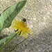 Siri Says Honeybee  by spanishliz