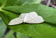 16th Jun 2024 - Scopula Umbilicata