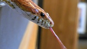 16th Jun 2024 - 168/366 Dexter the corn snake