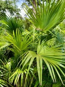 12th Jun 2024 - Tropical Palms