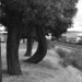Bent Tree by stephomy