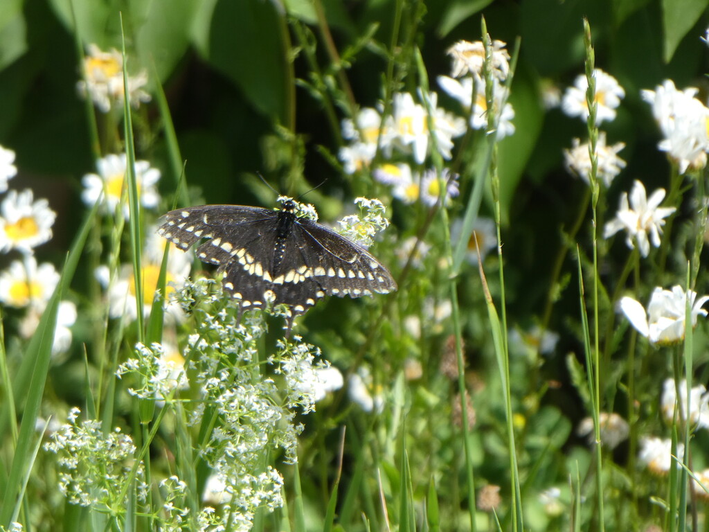 Black Swallowtail by mtb24