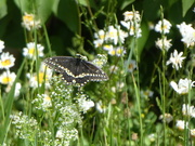 16th Jun 2024 - Black Swallowtail