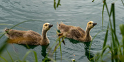 15th Jun 2024 - Two little goslings 