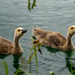 Two little goslings  by hannahcallier