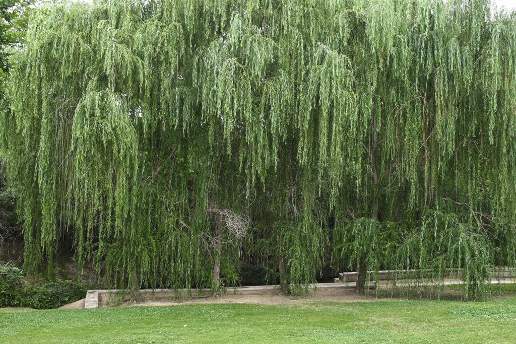 Weeping Willow Trees by judyc57
