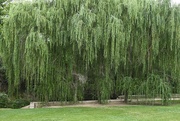 14th Jun 2024 - Weeping Willow Trees